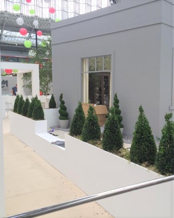 Buxus Planted Feature - Olympia London 