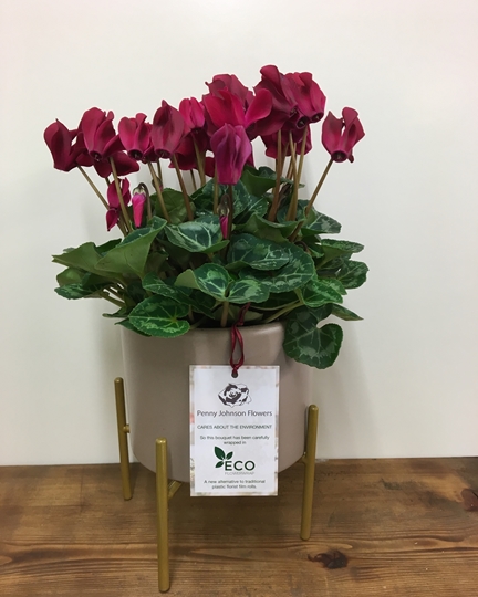 Picture of Marsalla Cyclamen Plant 