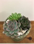 Picture of Trio Echevaria Planter