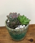 Picture of Trio Echevaria Planter