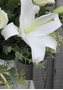 Picture of White Lily and Foliages Bouquet