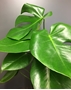 Picture of Monstera Indoor Plant 