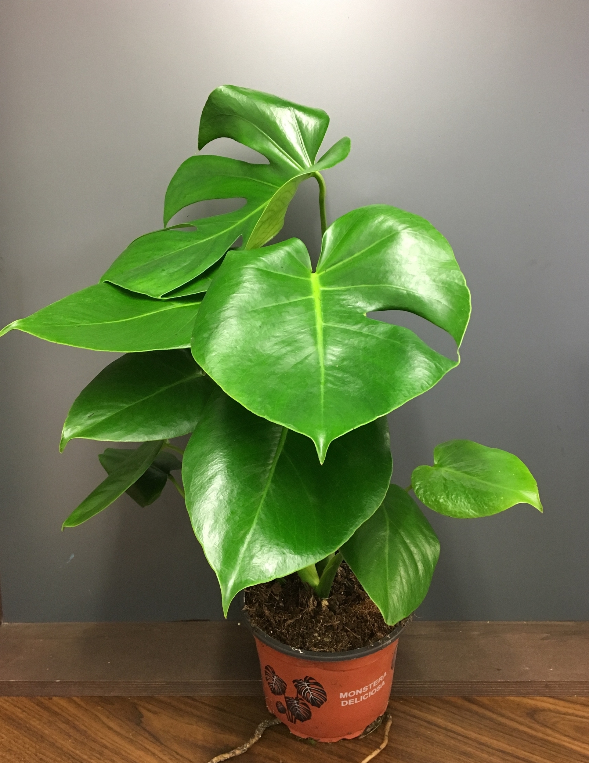 Monstera Indoor Plant | Penny Johnson Flowers | Coleshill, Birmingham