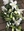 Picture of Hand Tied Sheaf - White