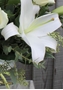 Picture of White Lily and Foliages Bouquet large