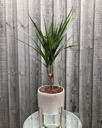 Picture of Dracaena Plant 