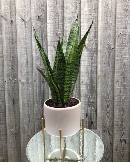 Picture of Sansevieria Plant