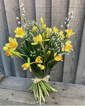 Picture of Spring Daffodils 