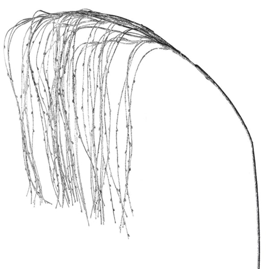Picture of Silver Weeping Willow Spray
