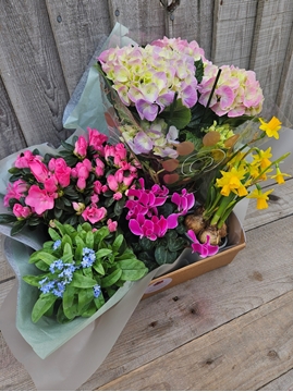 Picture of Plant Hamper