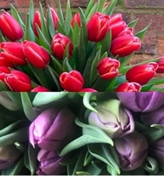 Red and purple tulips