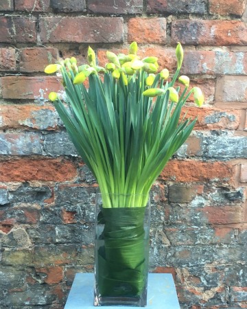 Square Tank Vase Display Of Golden Ducat Double Daffodills 