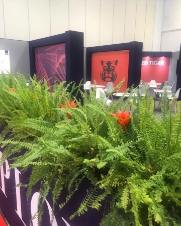 Nephrolepis Fern Planter For VIP Lounge At ICE Totally Gaming Excel London 