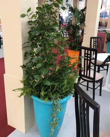 Camillia And Fern Planter For Furniture Show Nation Exhibition Centre  NEC Birmingham 