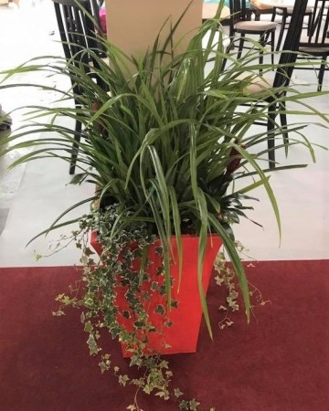 Planter For Furniture Show Nation Exhibition Centre  NEC Birmingham 