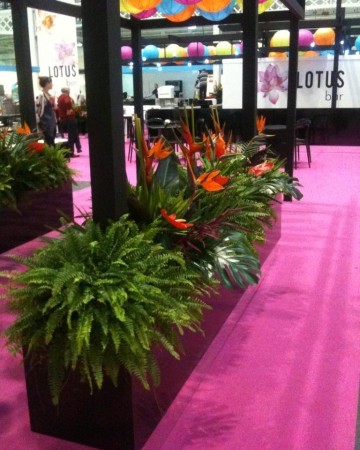 Fern And Guzmania Planted Trough 