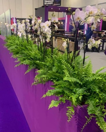 Fern and Phalaenopsis Orchid Border For ICE London - International Casino and Gaming Exhibition London
