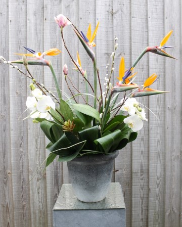 Strelitzia And Phalaenopsis Urn Display 