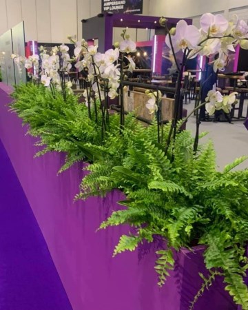 Fern and Phalaenopsis Orchid Border For ICE London - International Casino and Gaming Exhibition London